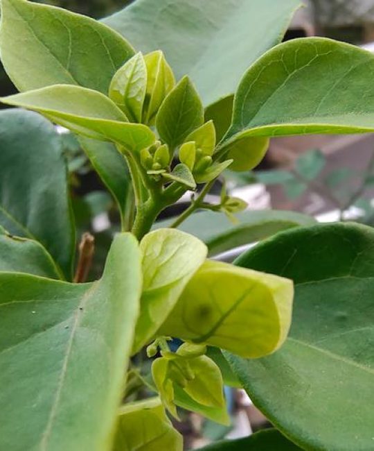 三角梅开花小是怎么回事？5大核心原因与精准促花养护指南