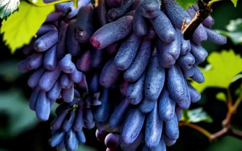 蓝宝石葡萄树什么时候种植最好？春季3月中旬至4月中旬是最佳窗口