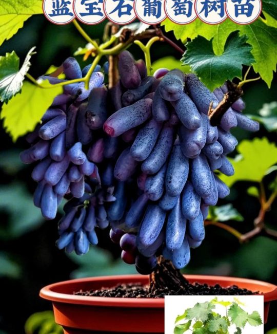 蓝宝石葡萄树什么时候种植最好？春季3月中旬至4月中旬是最佳窗口