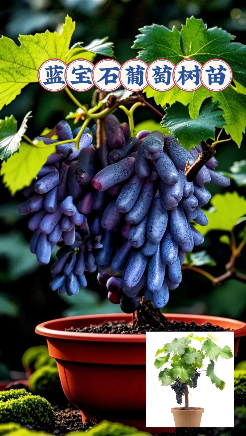 蓝宝石葡萄树什么时候种植最好?春季3月中旬至4月中旬是最佳窗口 一、适宜时间:南北种植窗口差异明确