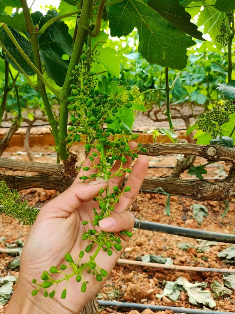 蓝宝石葡萄树什么时候种植最好?春季3月中旬至4月中旬是最佳窗口 三、栽前处理:三步保证苗木健康
