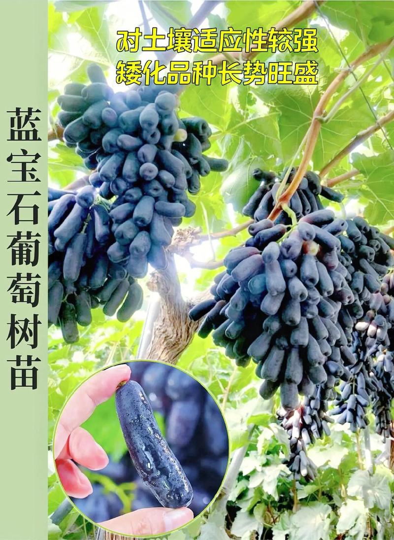 蓝宝石葡萄树什么时候种植最好?春季3月中旬至4月中旬是最佳窗口 七、成活注意事项:这些问题要提前规避