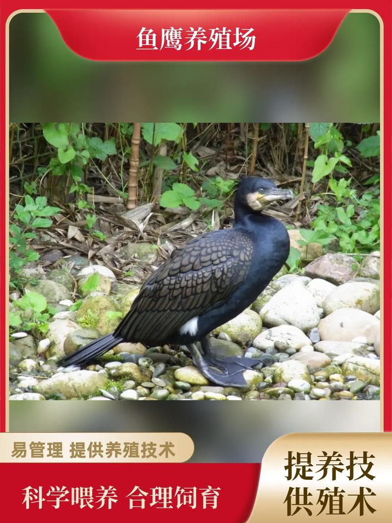 鸬鹚苗多少钱一只?2025年最新价格参考及影响因素全解析 规格(日龄与驯化程度)