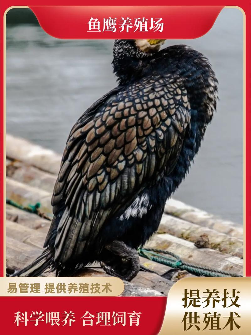 鸬鹚苗多少钱一只?2025年最新价格参考及影响因素全解析 价格快速参考