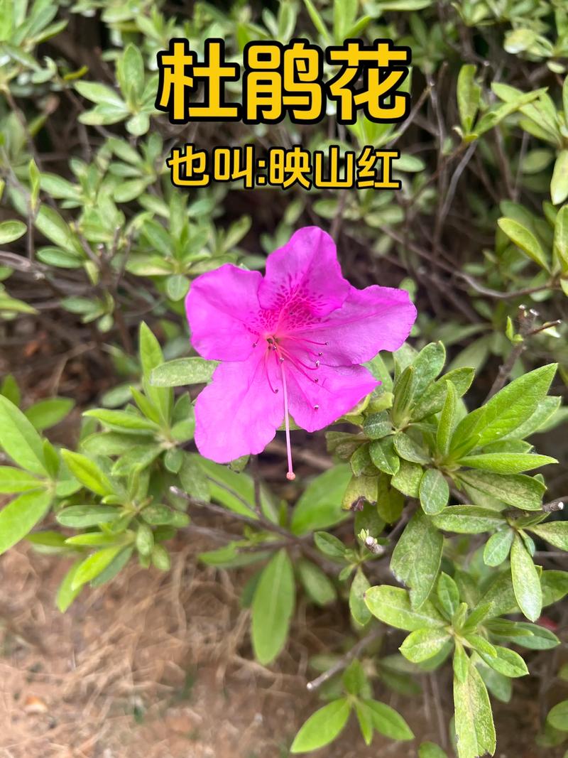 贵州杜鹃花海在哪里?杜鹃花品种与养护全指南 光照与水肥精准方案