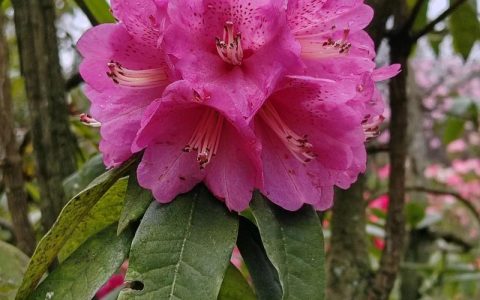 贵州杜鹃花海在哪里？杜鹃花品种与养护全指南