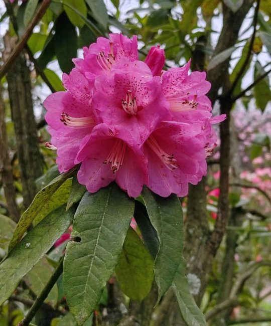 贵州杜鹃花海在哪里？杜鹃花品种与养护全指南