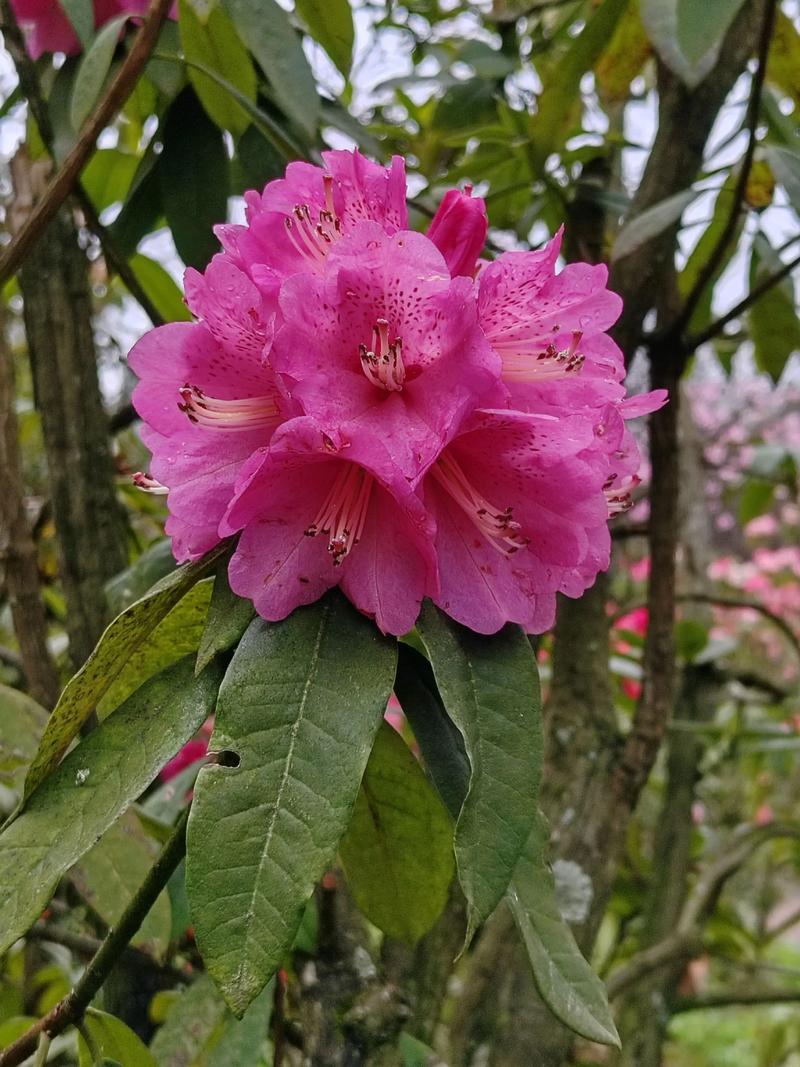 贵州杜鹃花海在哪里?杜鹃花品种与养护全指南 品种基础档案