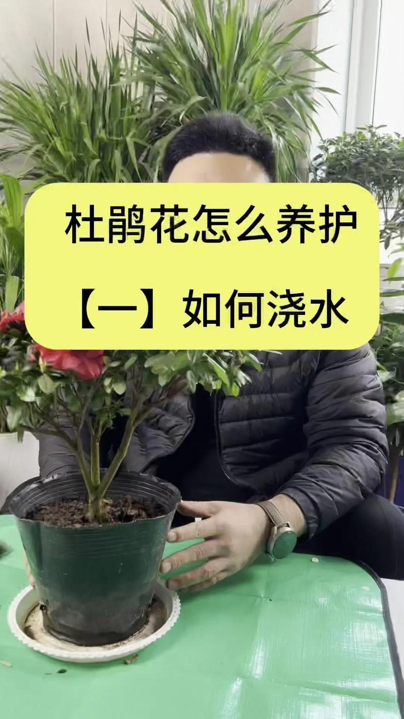 贵州杜鹃花海在哪里?杜鹃花品种与养护全指南 盆栽/地栽选择决策