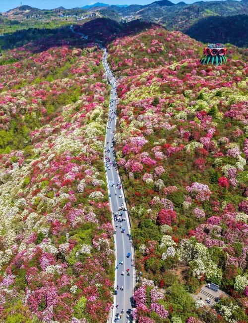 贵州杜鹃花海在哪里?杜鹃花品种与养护全指南 常见误区与纠正