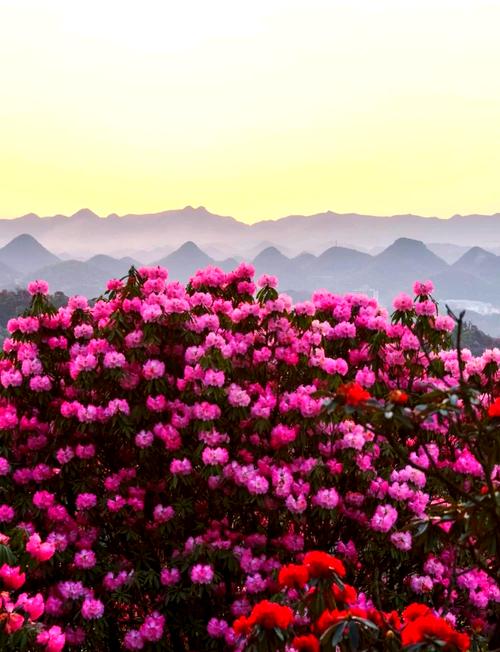 贵州杜鹃花海在哪里?杜鹃花品种与养护全指南 FAQ