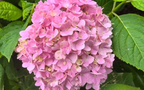 绣球花是多年生还是一年生？家庭园艺种植全指南