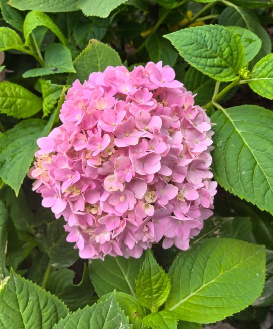 绣球花是多年生还是一年生？家庭园艺种植全指南