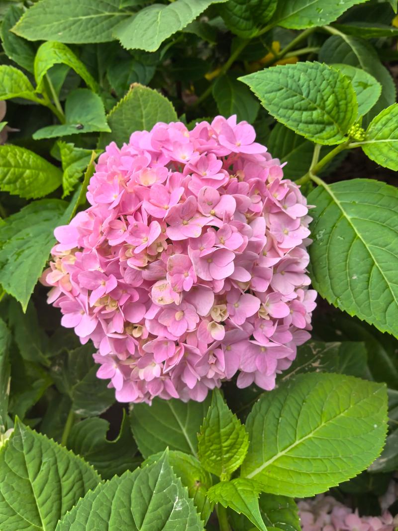 绣球花是多年生还是一年生?家庭园艺种植全指南 绣球花是多年生还是一年生?家庭园艺种植全指南
