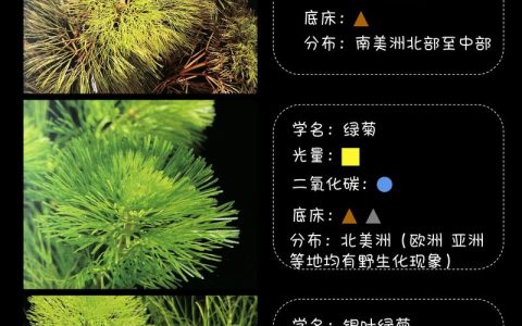 硅藻是水生植物吗？真相与池塘藻类管理实操指南
