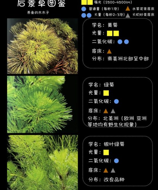硅藻是水生植物吗？真相与池塘藻类管理实操指南