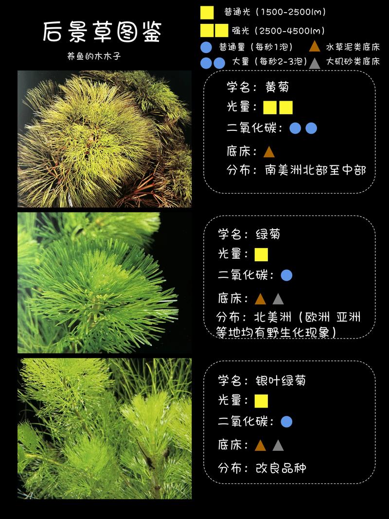 硅藻是水生植物吗?真相与池塘藻类管理实操指南 硅藻与高等水生植物的核心区别