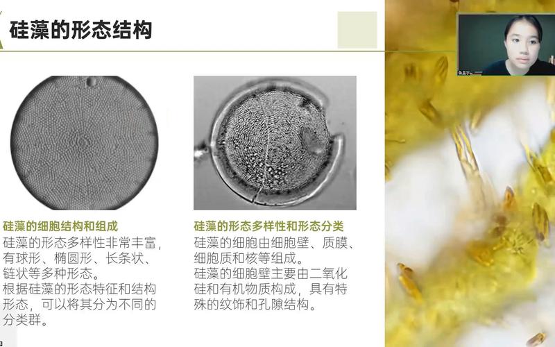 硅藻是水生植物吗?真相与池塘藻类管理实操指南 优选植物组合表