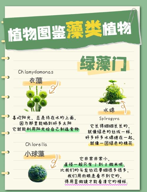 硅藻是水生植物吗?真相与池塘藻类管理实操指南 必须避开的误区