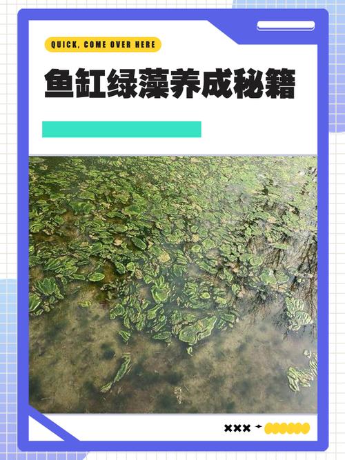 硅藻是水生植物吗?真相与池塘藻类管理实操指南 总结