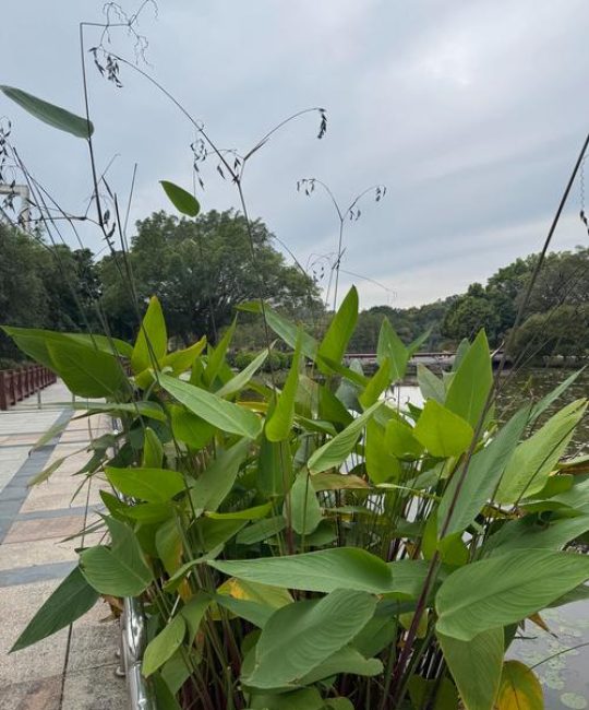 再力花是水生植物吗？详解挺水植物再力花的栽培与养护