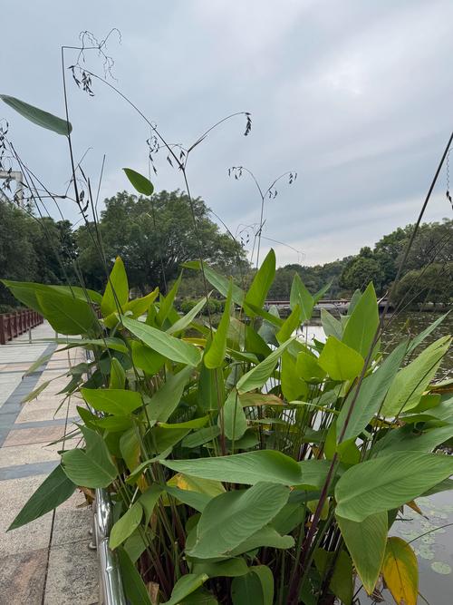 再力花是水生植物吗?详解挺水植物再力花的栽培与养护 再力花是水生植物,属于挺水类