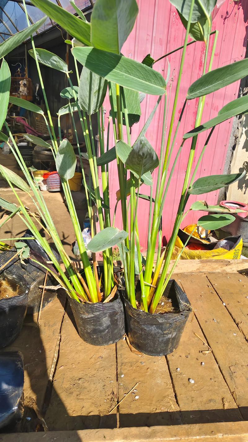 再力花是水生植物吗?详解挺水植物再力花的栽培与养护 种植操作要点:密度与时间