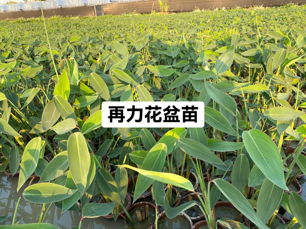 再力花是水生植物吗?详解挺水植物再力花的栽培与养护 FAQ