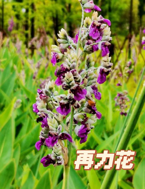 再力花是水生植物吗?详解挺水植物再力花的栽培与养护 总结