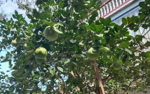 家庭庭院不宜种植的几种树木：科学选树指南