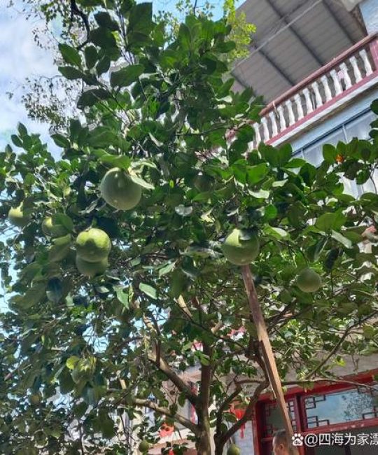 家庭庭院不宜种植的几种树木：科学选树指南