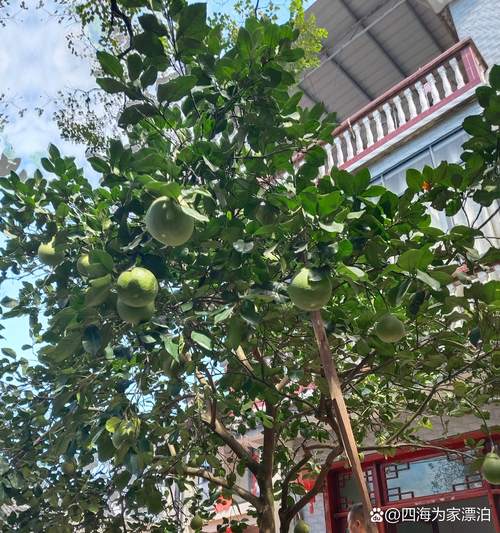 家庭庭院不宜种植的几种树木:科学选树指南 家庭庭院不宜种植的几种树木:科学选树指南