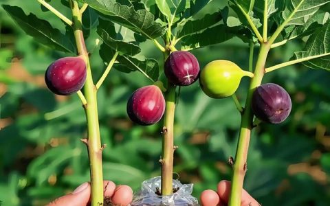 特大无花果新品种推荐与种植全攻略