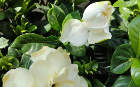 栀子花花期是什么时候及养护指南