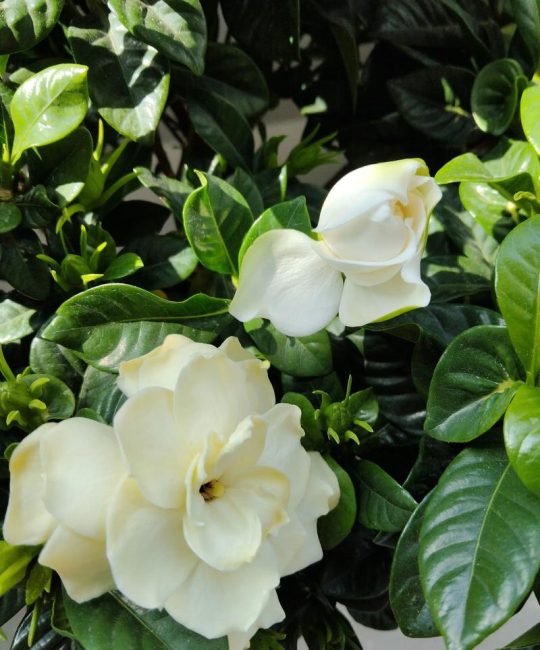 栀子花花期是什么时候及养护指南