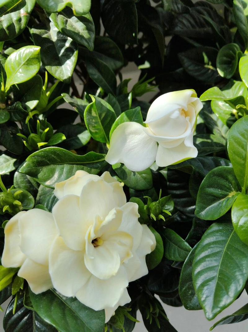 栀子花花期是什么时候及养护指南 栀子花花期是什么时候及养护指南