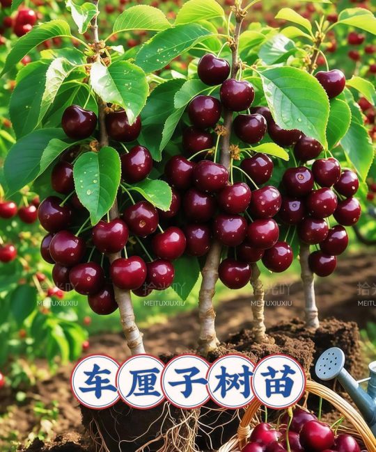 樱桃树苗什么时候种植合适？最佳时间与种植全流程指南
