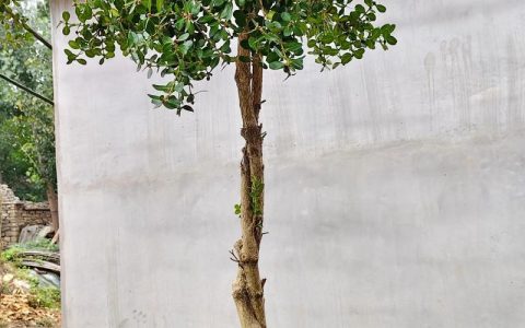 门口种植黄杨树的五大禁忌与科学种植技术规范