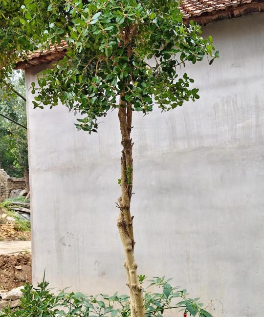 门口种植黄杨树的五大禁忌与科学种植技术规范