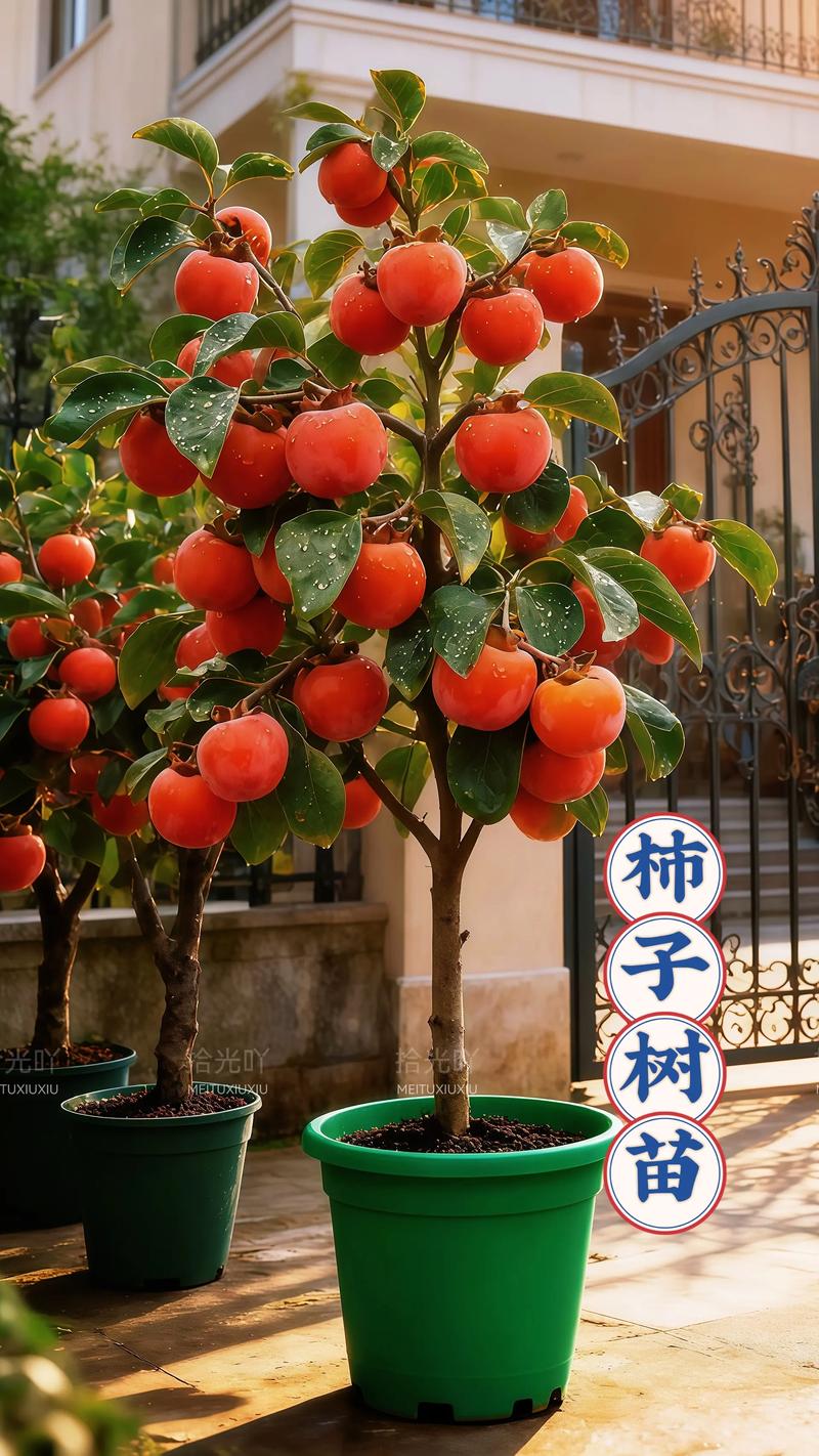 柿子树种家里哪个位置好?科学布局与庭院种植全攻略 柿子树种家里哪个位置好?科学布局与庭院种植全攻略