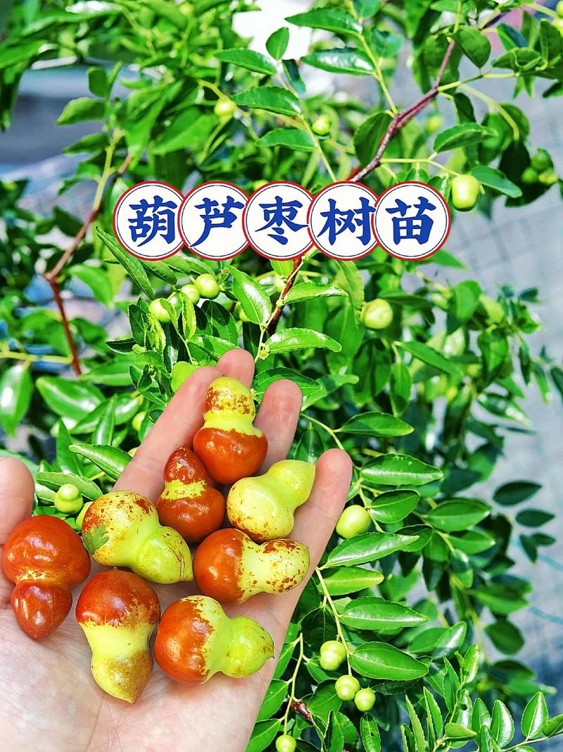 枣树最害怕什么树?揭秘枣树种植的“克星”与全攻略 修剪与施肥要点:开心形树形配合物候期管理