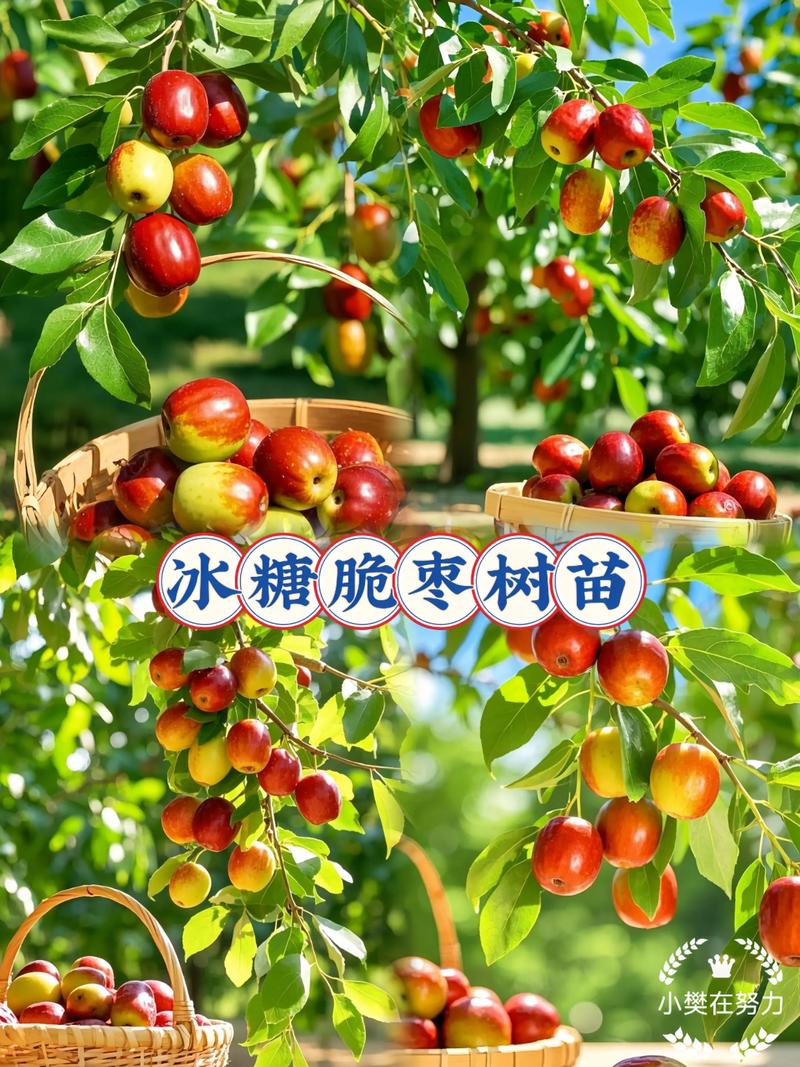 枣树最害怕什么树?揭秘枣树种植的“克星”与全攻略 授粉配置:多数品种自花结实,但配置授粉树可增产20%