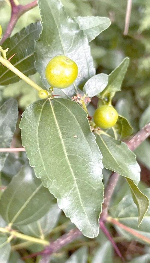 枣树最害怕什么树?揭秘枣树种植的“克星”与全攻略 总结验证