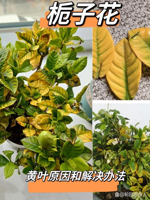 三、处理办法（按排查结果对应执行）