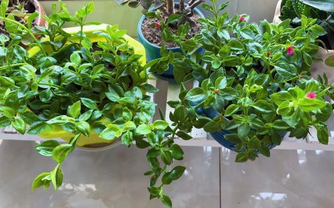 牡丹吊兰什么时候开花？家庭养护花期全解析与促花指南
