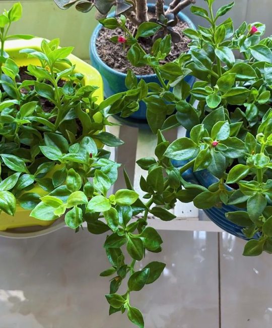 牡丹吊兰什么时候开花？家庭养护花期全解析与促花指南