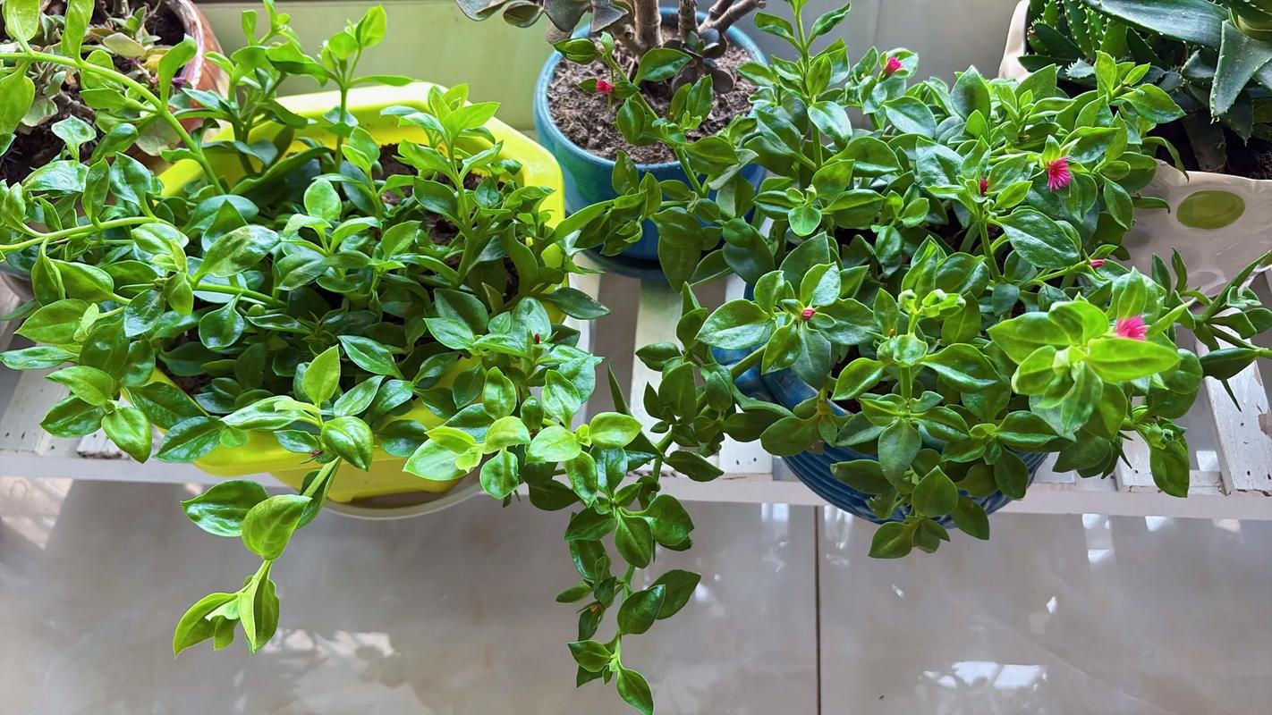 牡丹吊兰什么时候开花?家庭养护花期全解析与促花指南 牡丹吊兰的花期与观赏期
