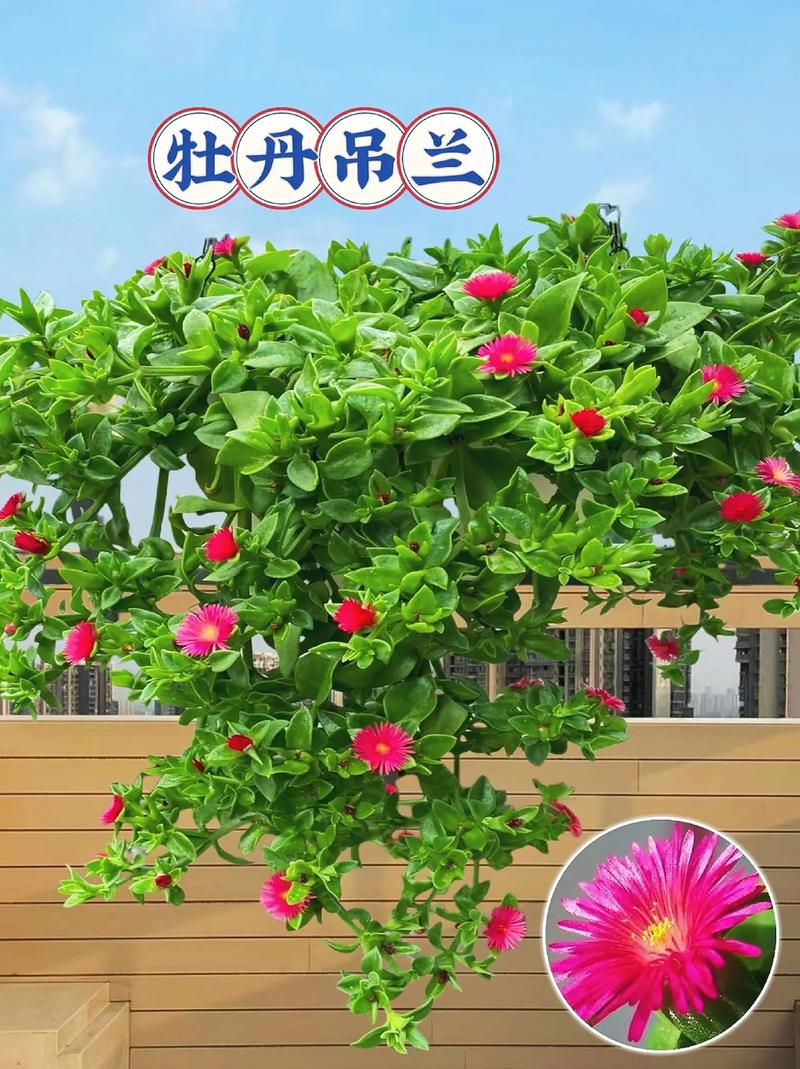 牡丹吊兰什么时候开花?家庭养护花期全解析与促花指南 牡丹吊兰不开花?常见原因与诊断