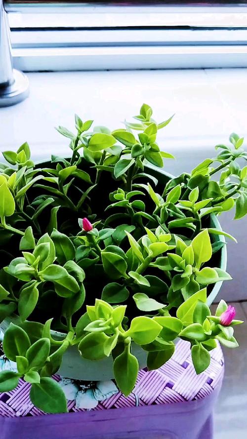 牡丹吊兰什么时候开花?家庭养护花期全解析与促花指南 总结