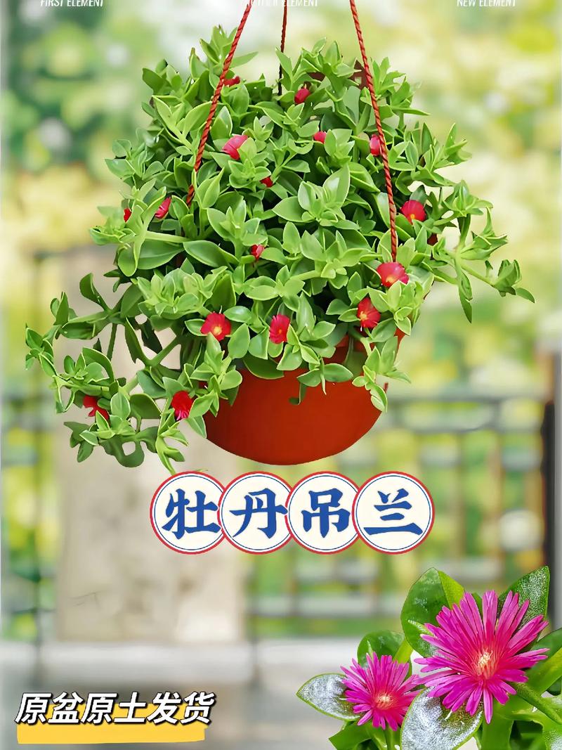 牡丹吊兰什么时候开花?家庭养护花期全解析与促花指南 常见问题(FAQ)